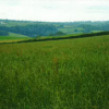 Land to Rent