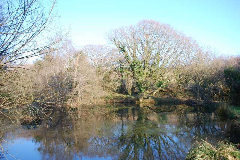 conservation-pond