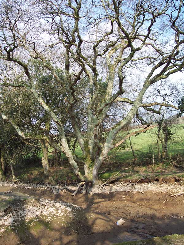 oak-pond-before